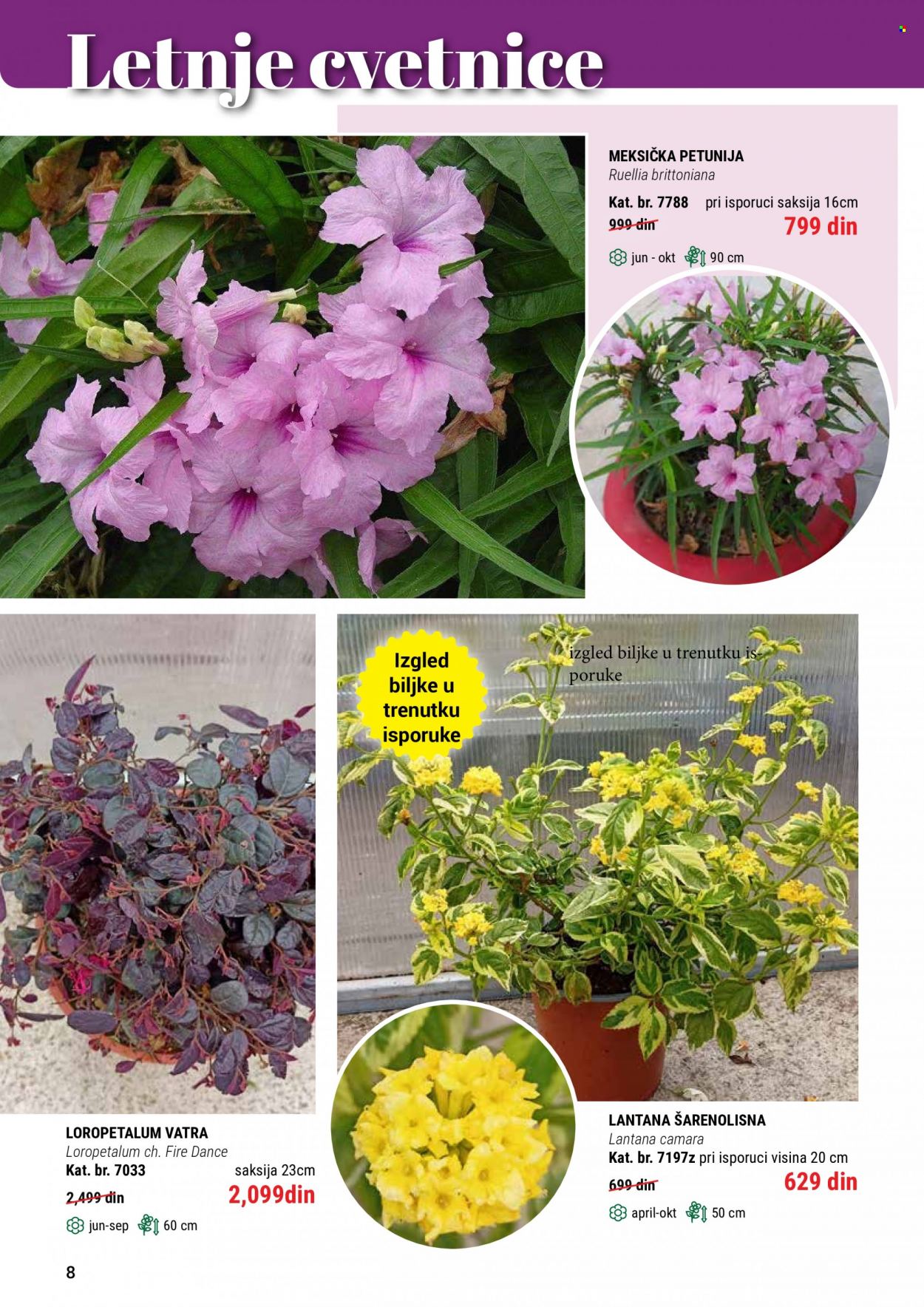 Flora Ekspres katalog. Stranica 8