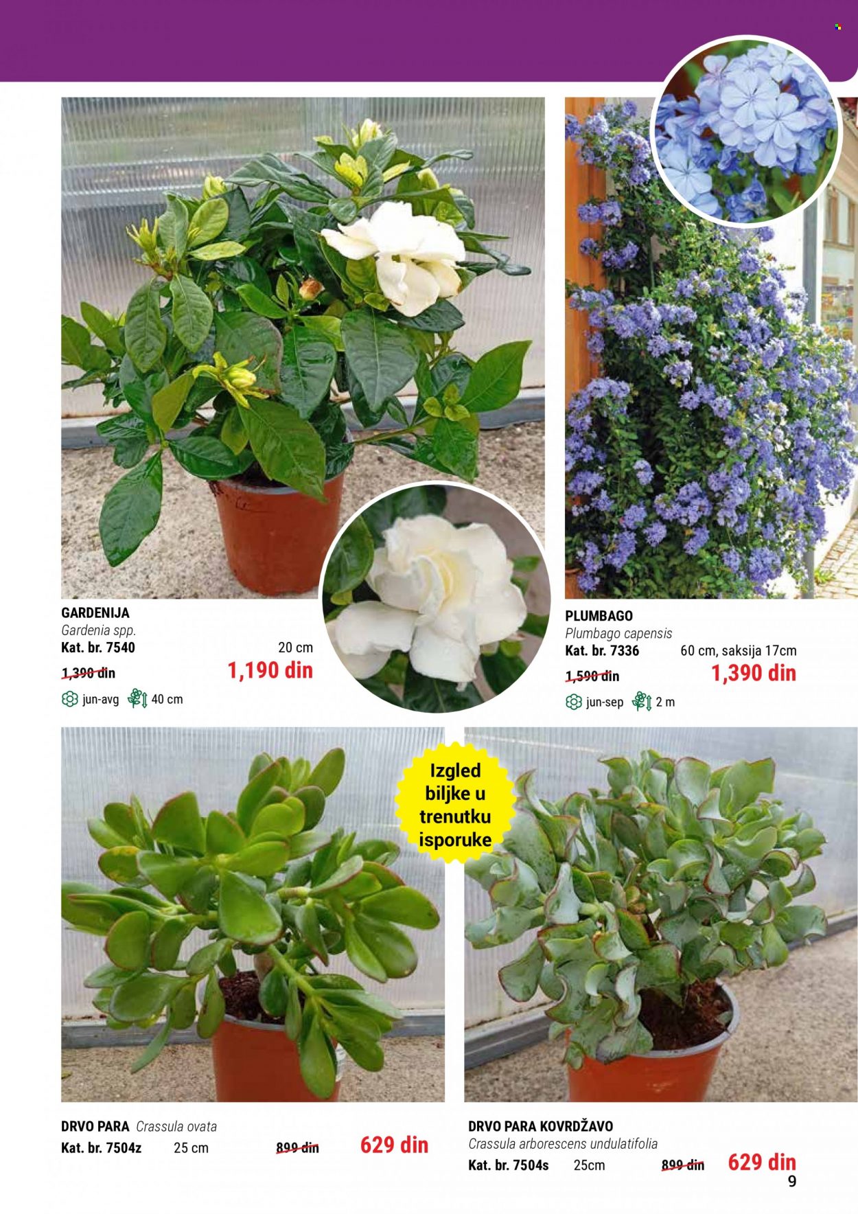 Flora Ekspres katalog. Stranica 9