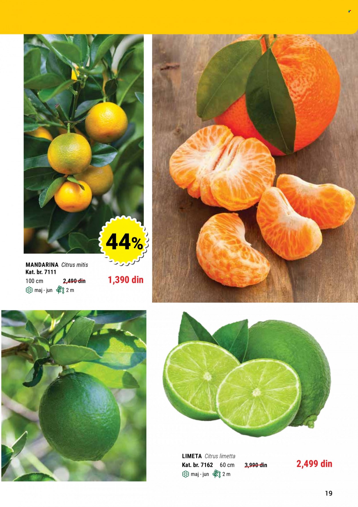 Flora Ekspres katalog. Stranica 19