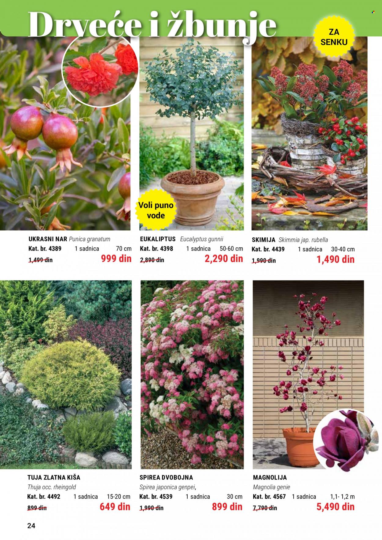 Flora Ekspres katalog. Stranica 24