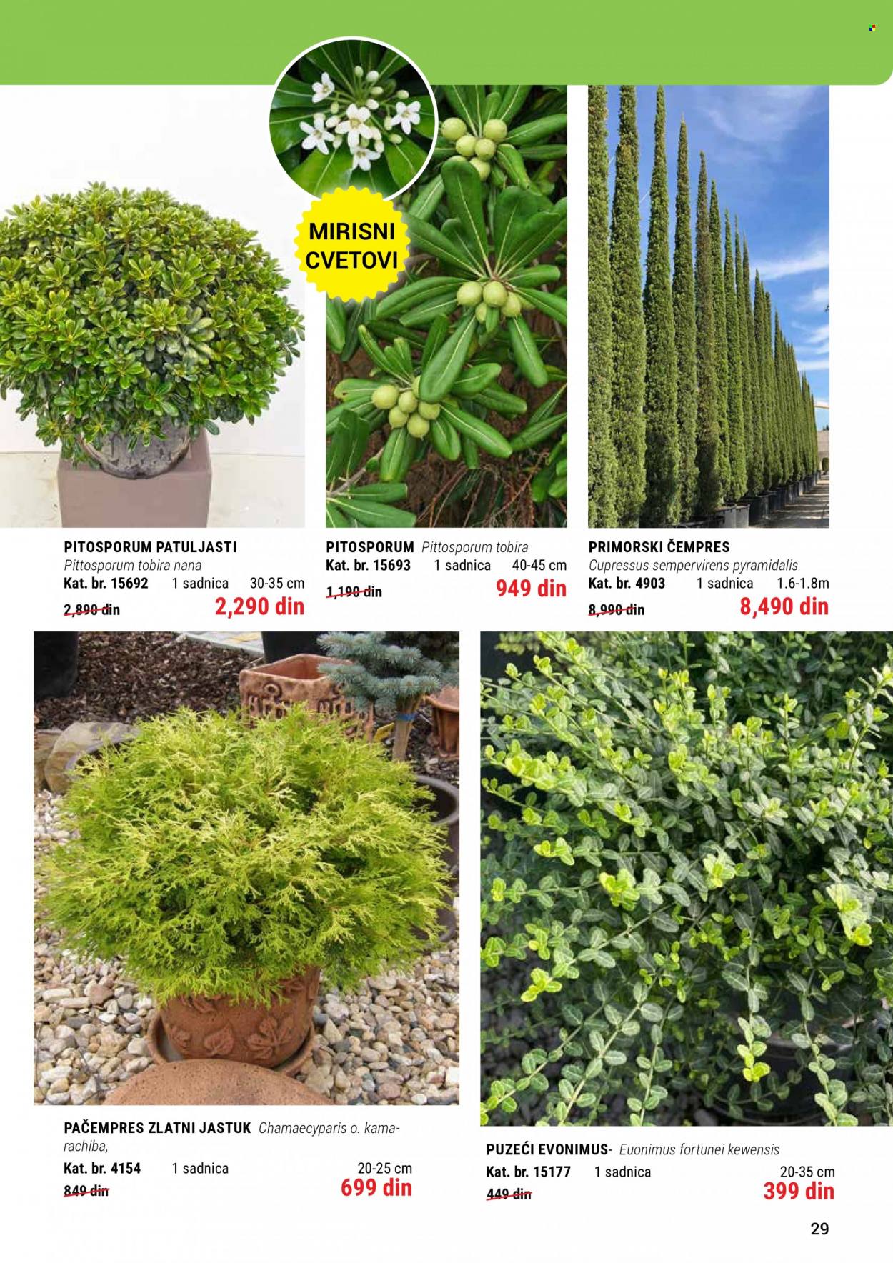 Flora Ekspres katalog. Stranica 29