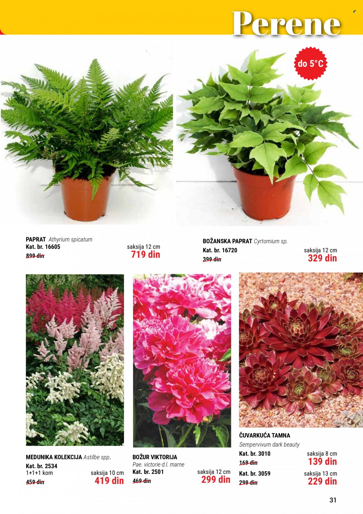 Flora Ekspres katalog. Stranica 31