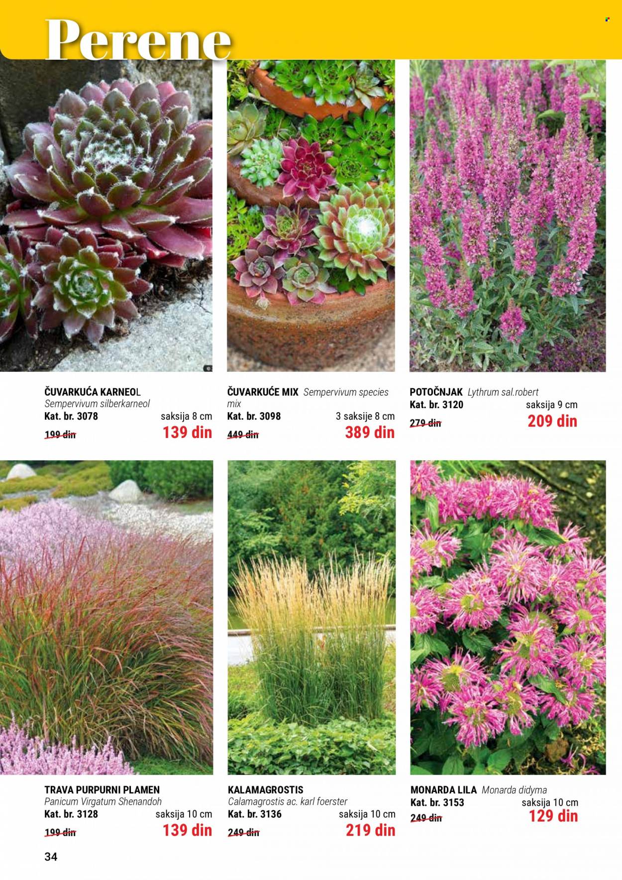 Flora Ekspres katalog. Stranica 34