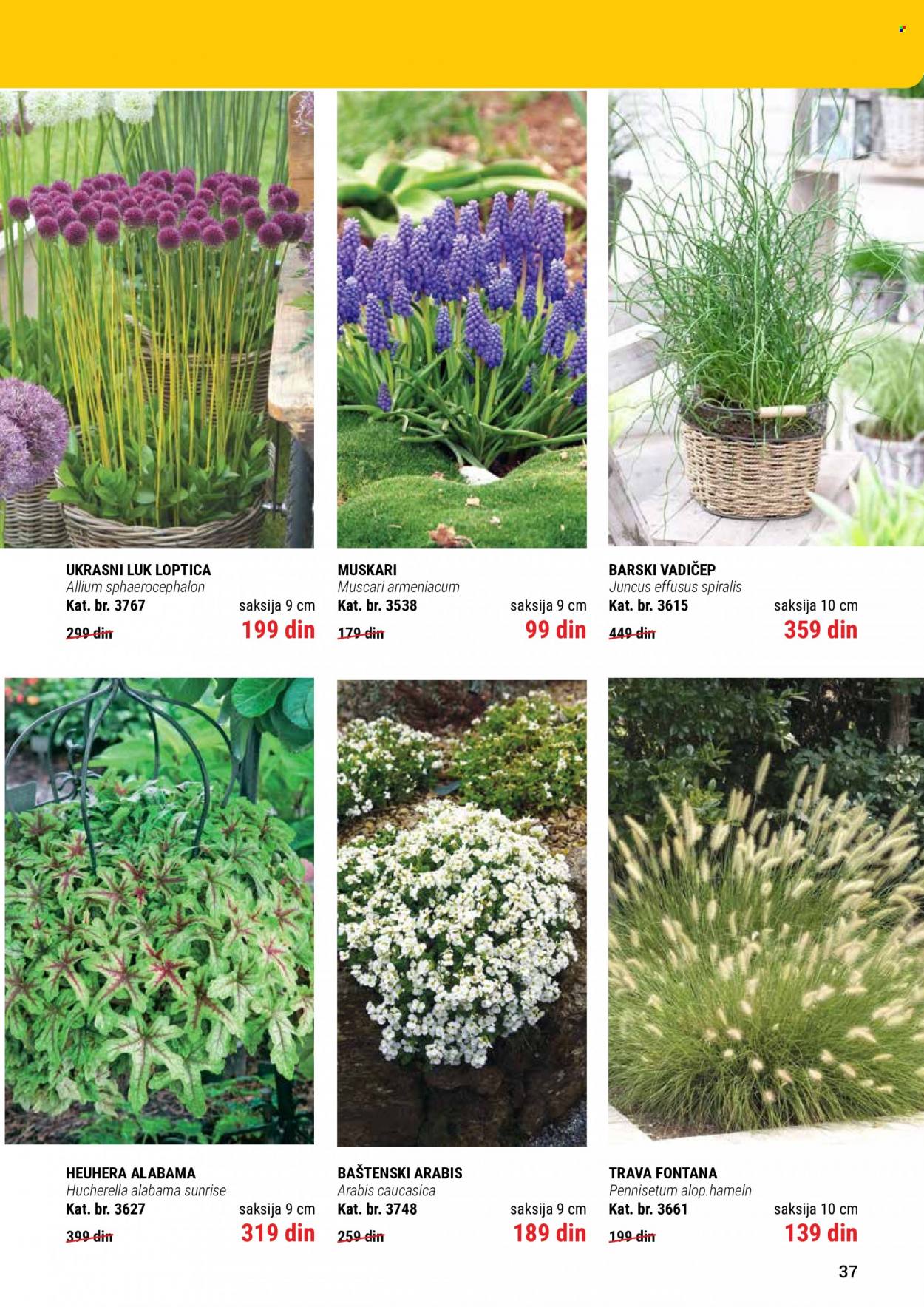 Flora Ekspres katalog. Stranica 37