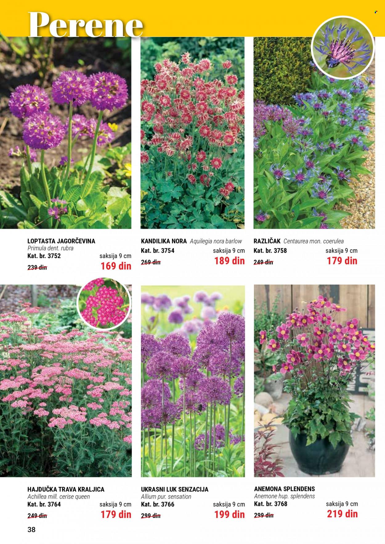 Flora Ekspres katalog. Stranica 38
