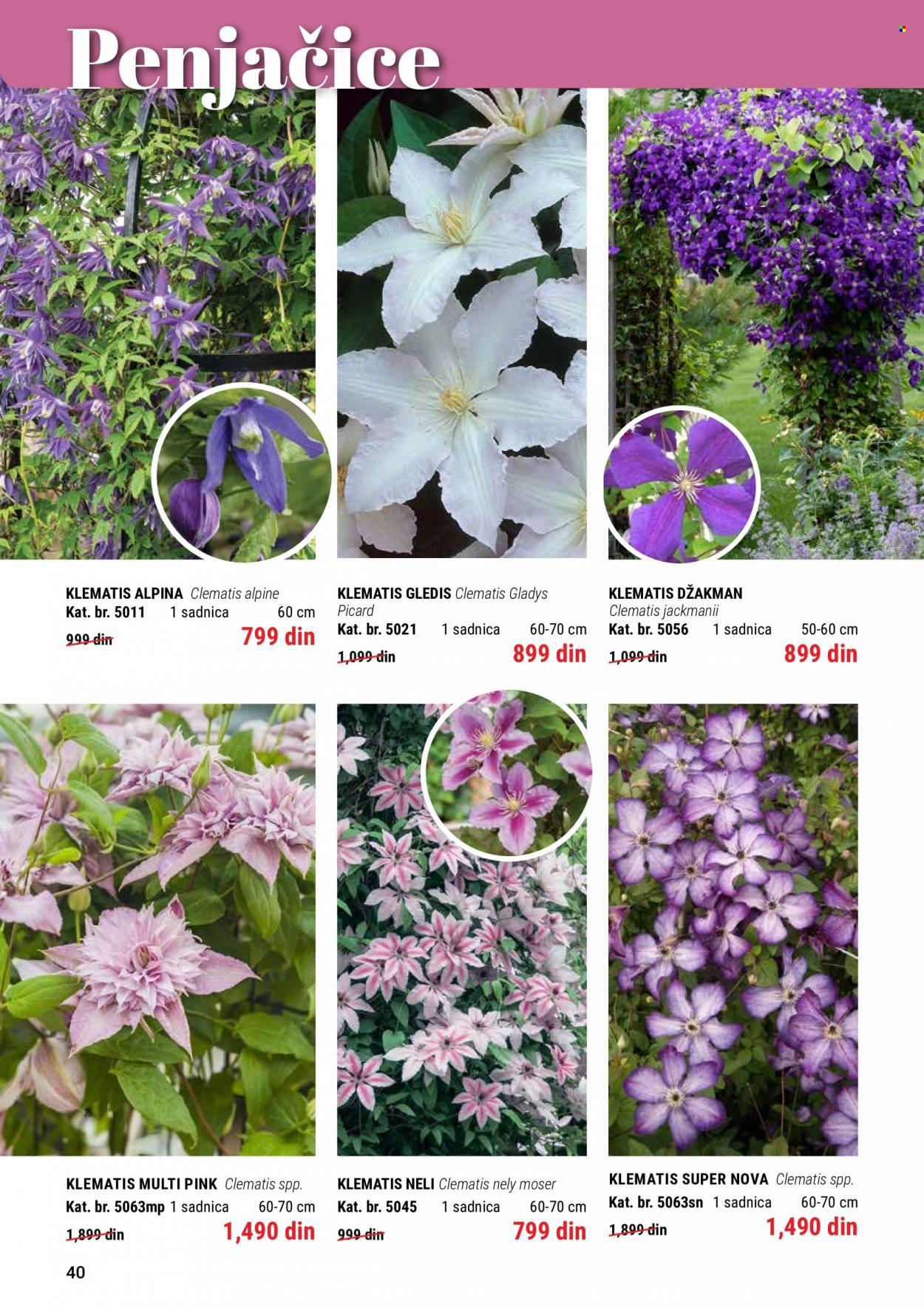 Flora Ekspres katalog. Stranica 40