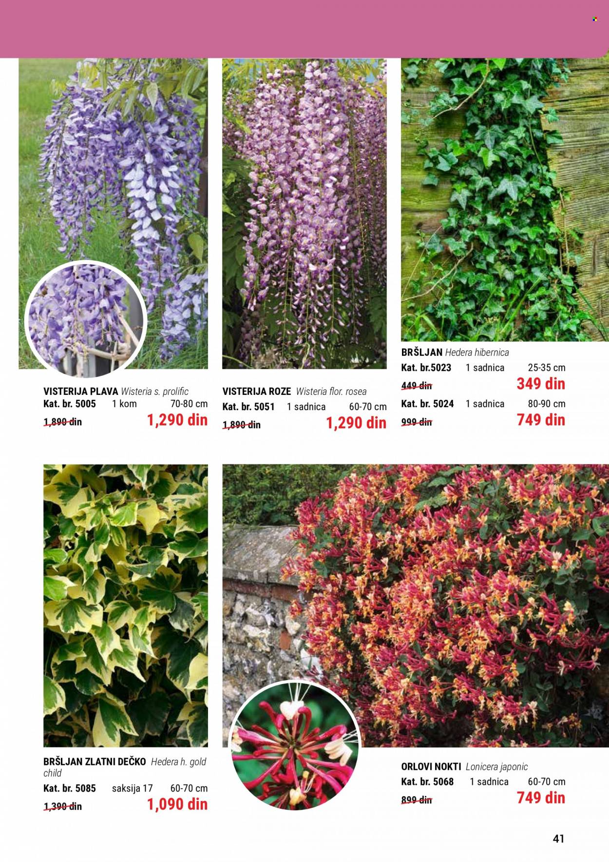 Flora Ekspres katalog. Stranica 41
