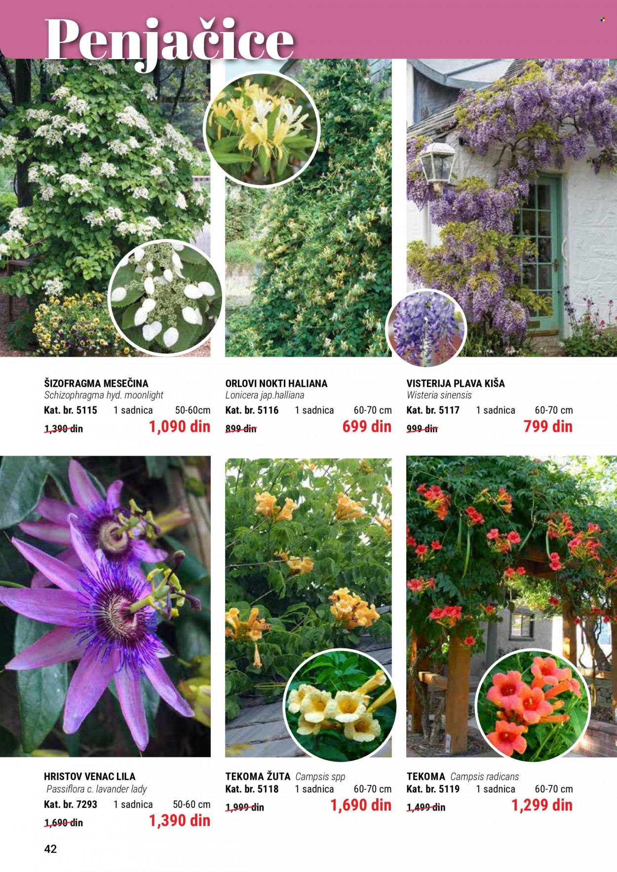 Flora Ekspres katalog. Stranica 42