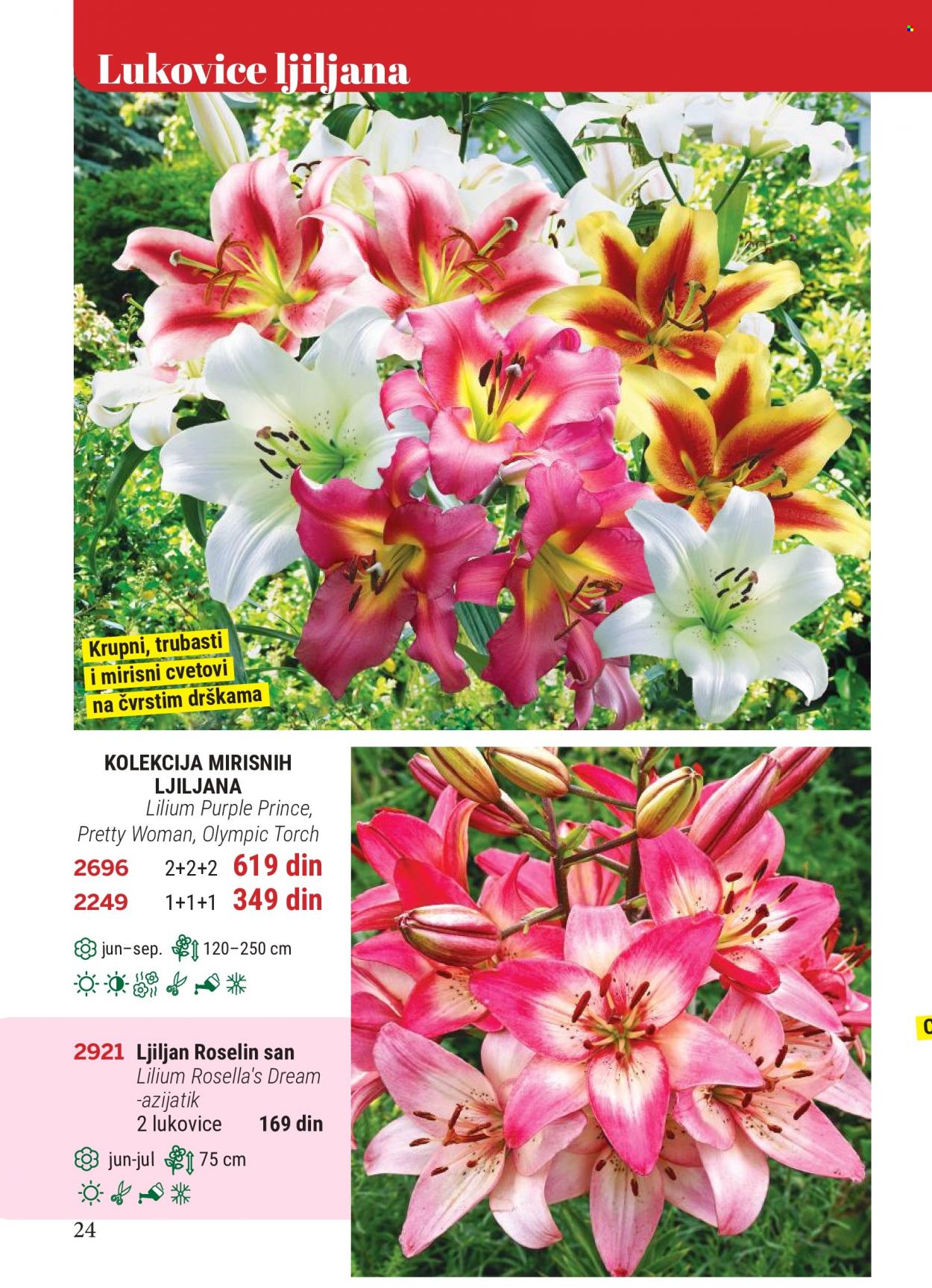 Flora Ekspres katalog. Stranica 24