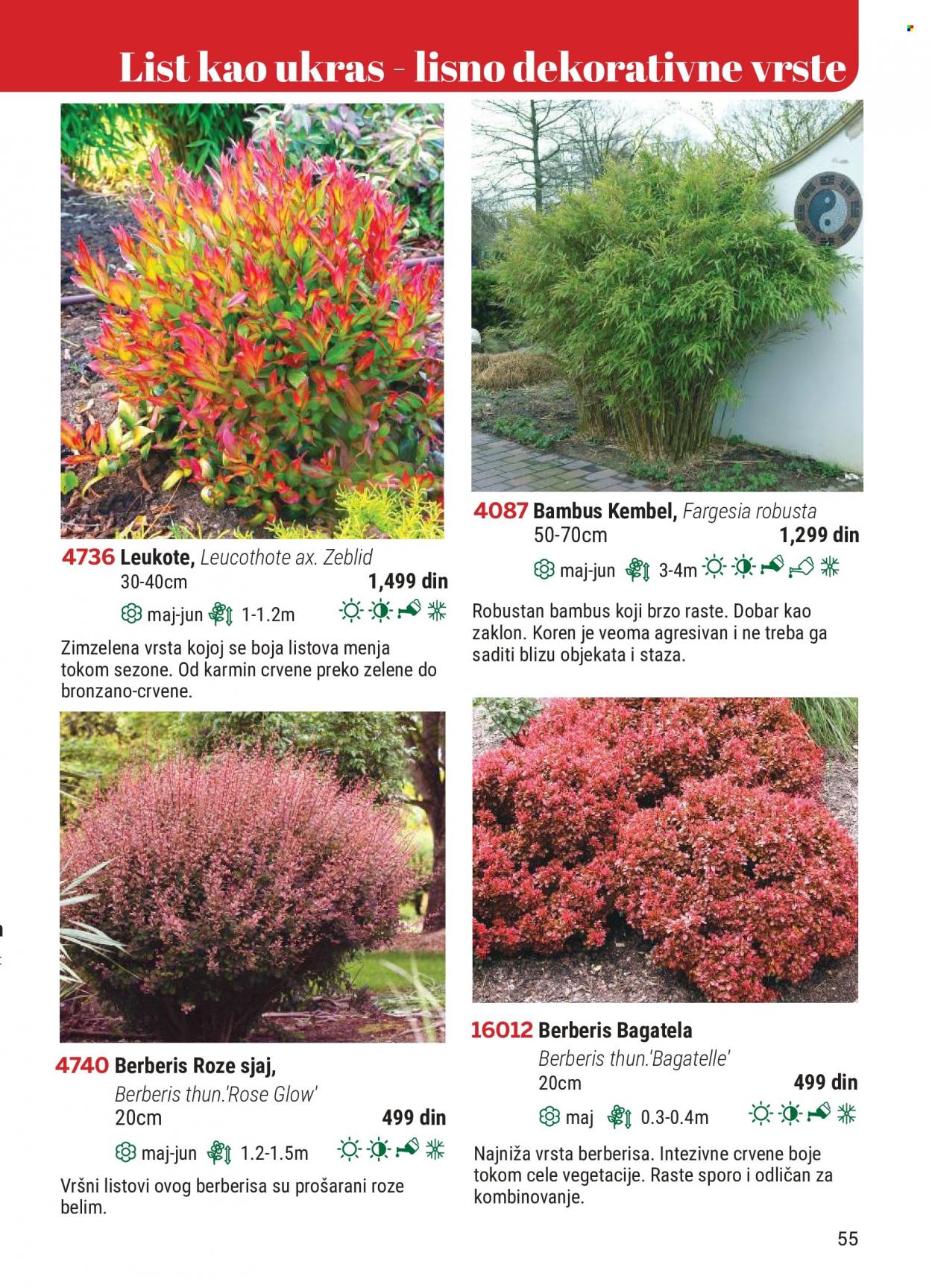 Flora Ekspres katalog. Stranica 55