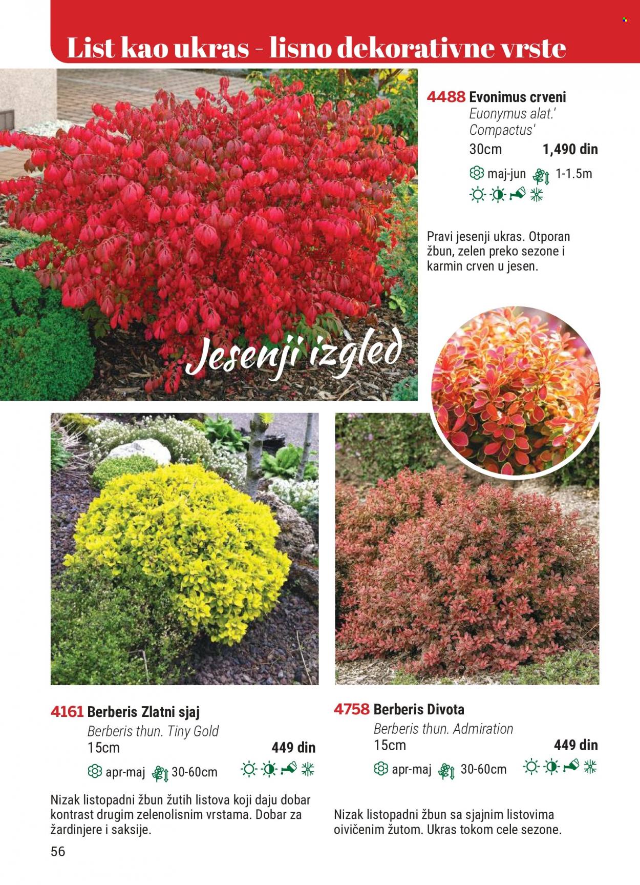 Flora Ekspres katalog. Stranica 56