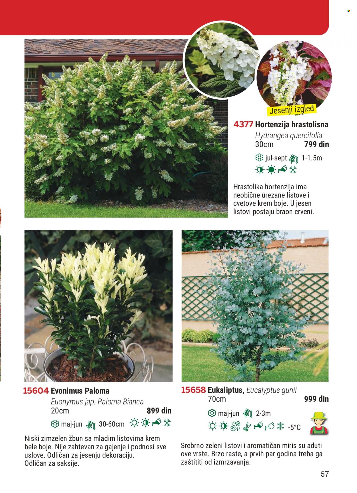 Flora Ekspres katalog. Stranica 57