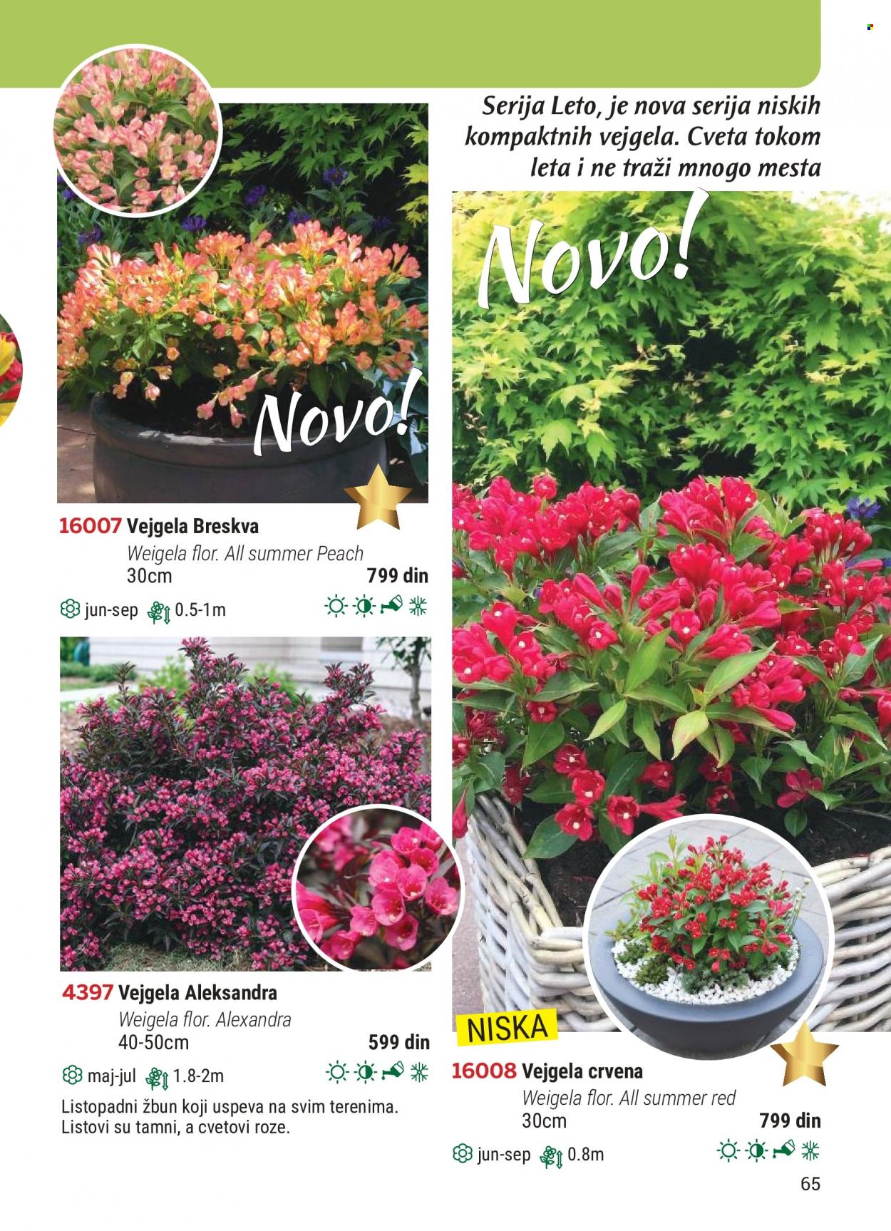 Flora Ekspres katalog. Stranica 65