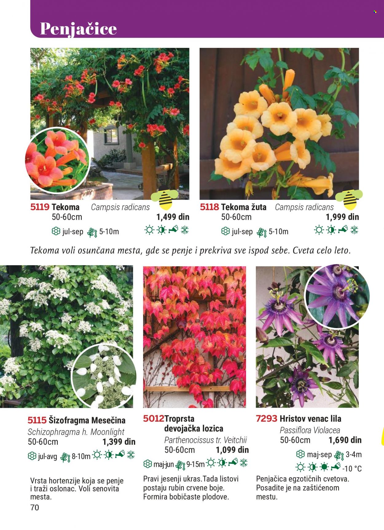 Flora Ekspres katalog. Stranica 70