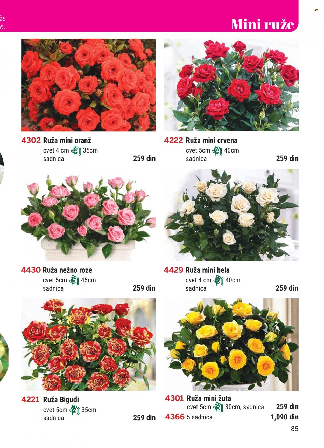Flora Ekspres katalog. Stranica 85