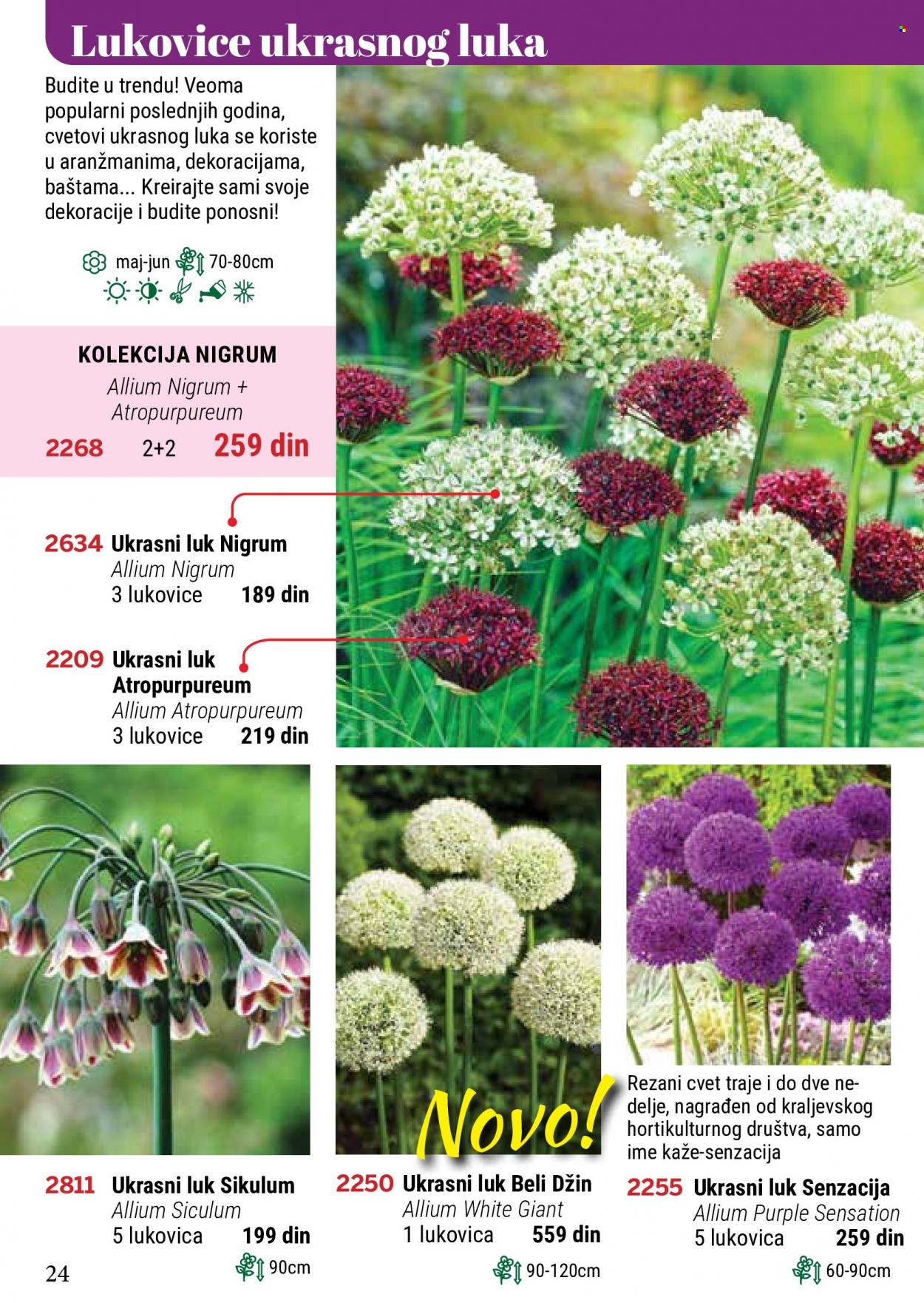 Flora Ekspres katalog. Stranica 24.