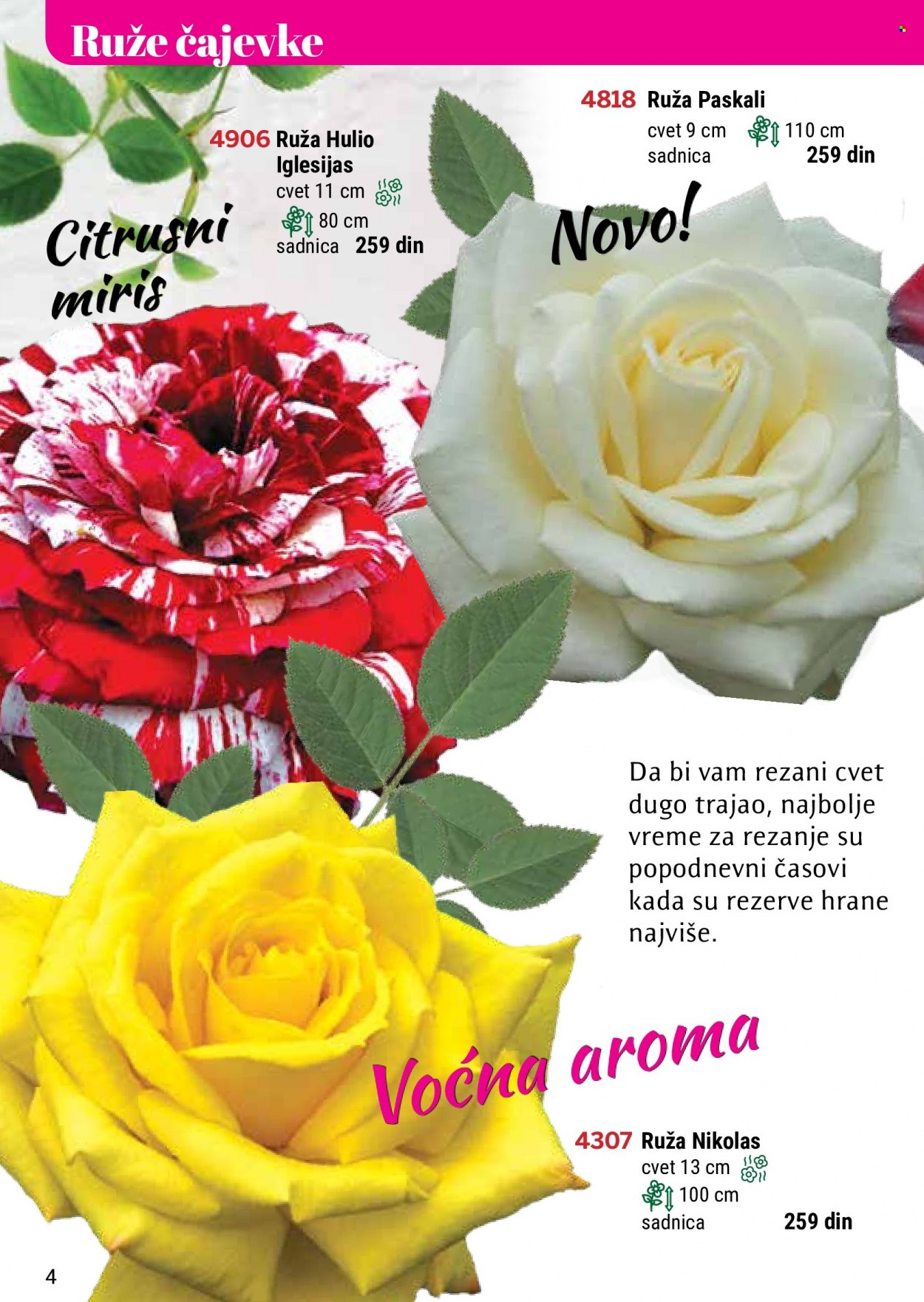Flora Ekspres katalog - Proizvodi na akciji - ruže. Stranica 4.