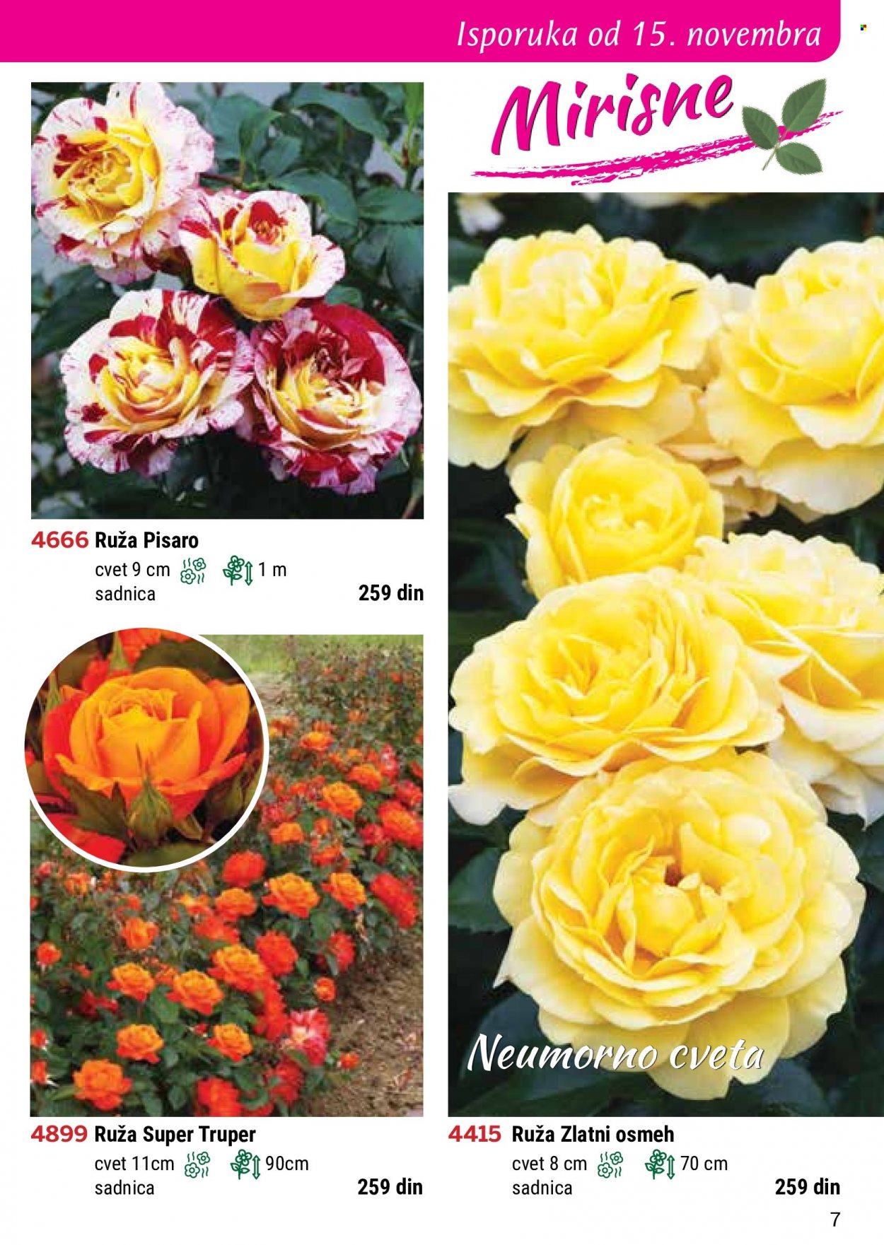 thumbnail - Flora Ekspres katalog.
