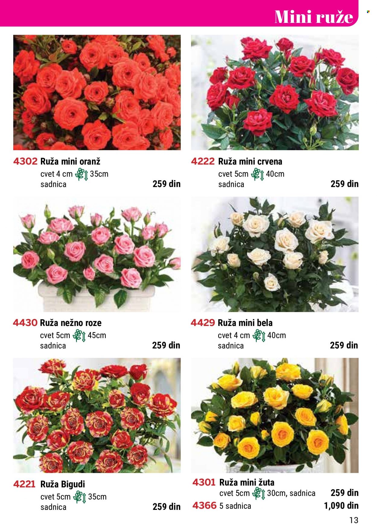 Flora Ekspres katalog. Stranica 13