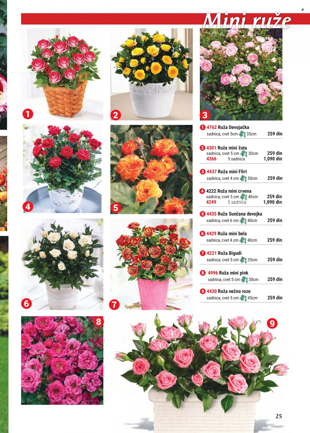 Flora Ekspres katalog. Stranica 25