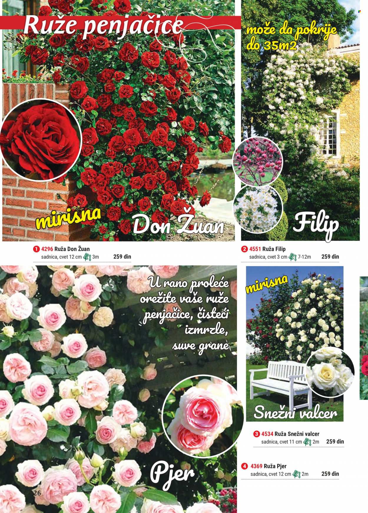 thumbnail - Flora Ekspres katalog - Proizvodi na akciji - ruže. Stranica 26.