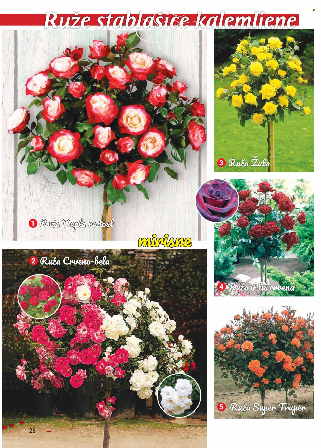 Flora Ekspres katalog. Stranica 28