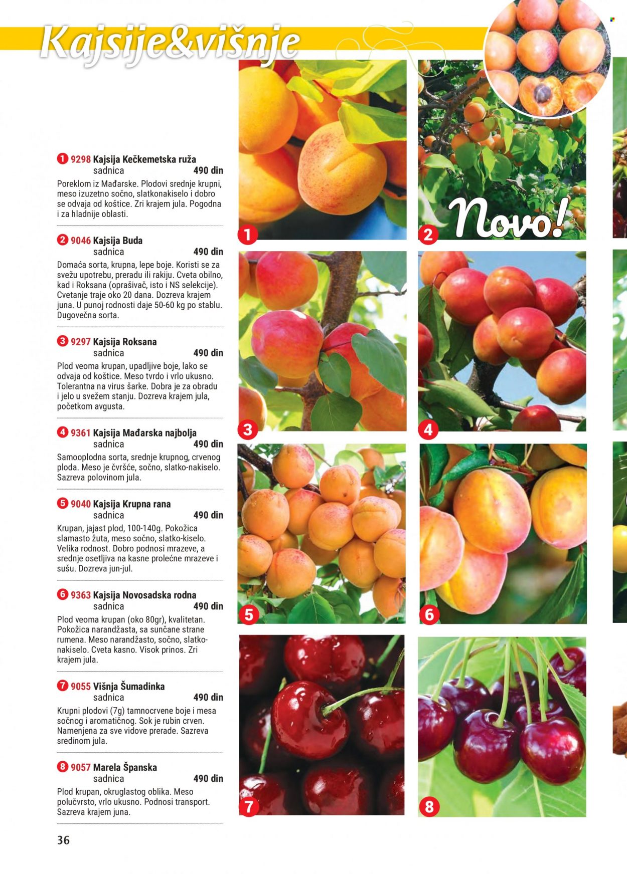 thumbnail - Flora Ekspres katalog - Proizvodi na akciji - ruže. Stranica 36.