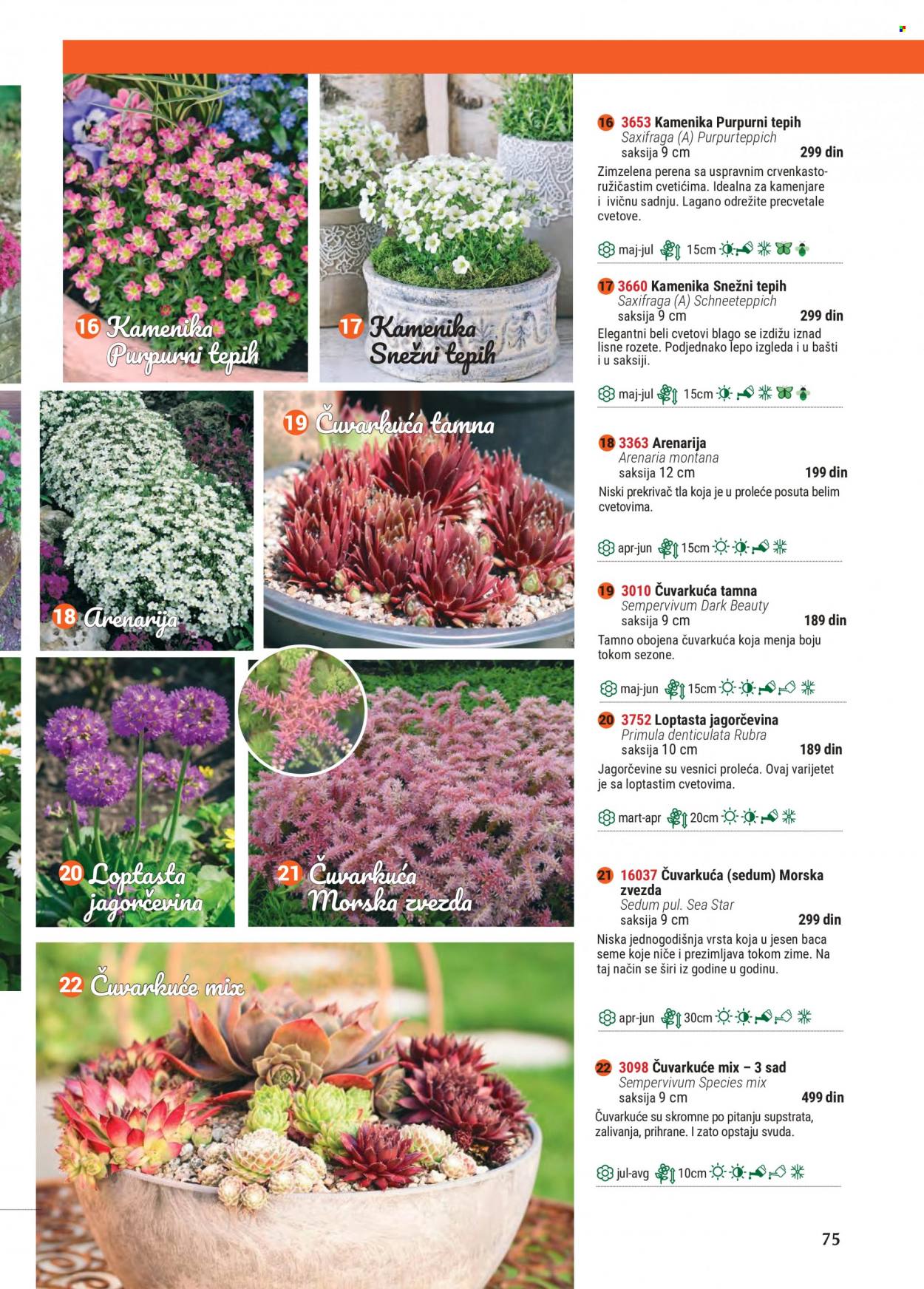 Flora Ekspres katalog. Stranica 75