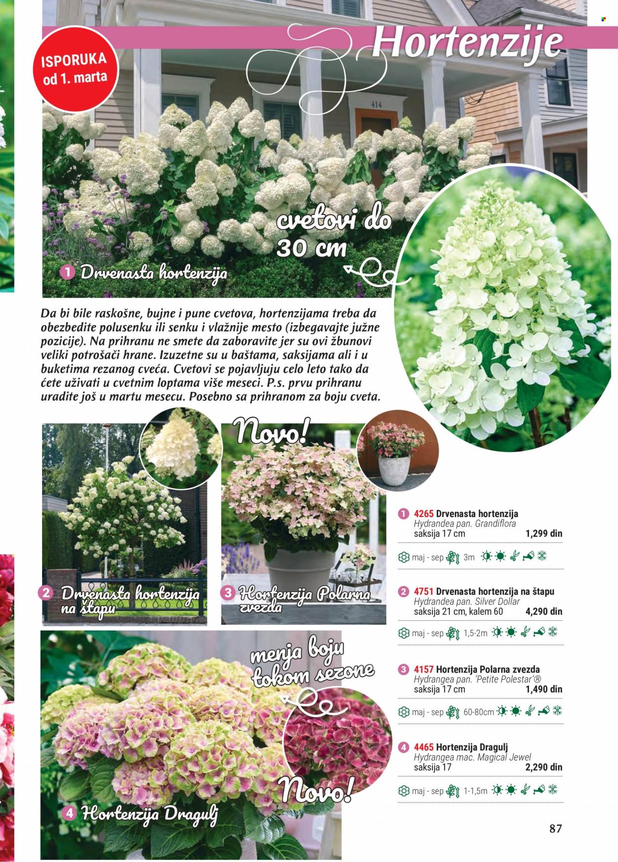 thumbnail - Flora Ekspres katalog - Proizvodi na akciji - saksija, hortenzija. Stranica 87.