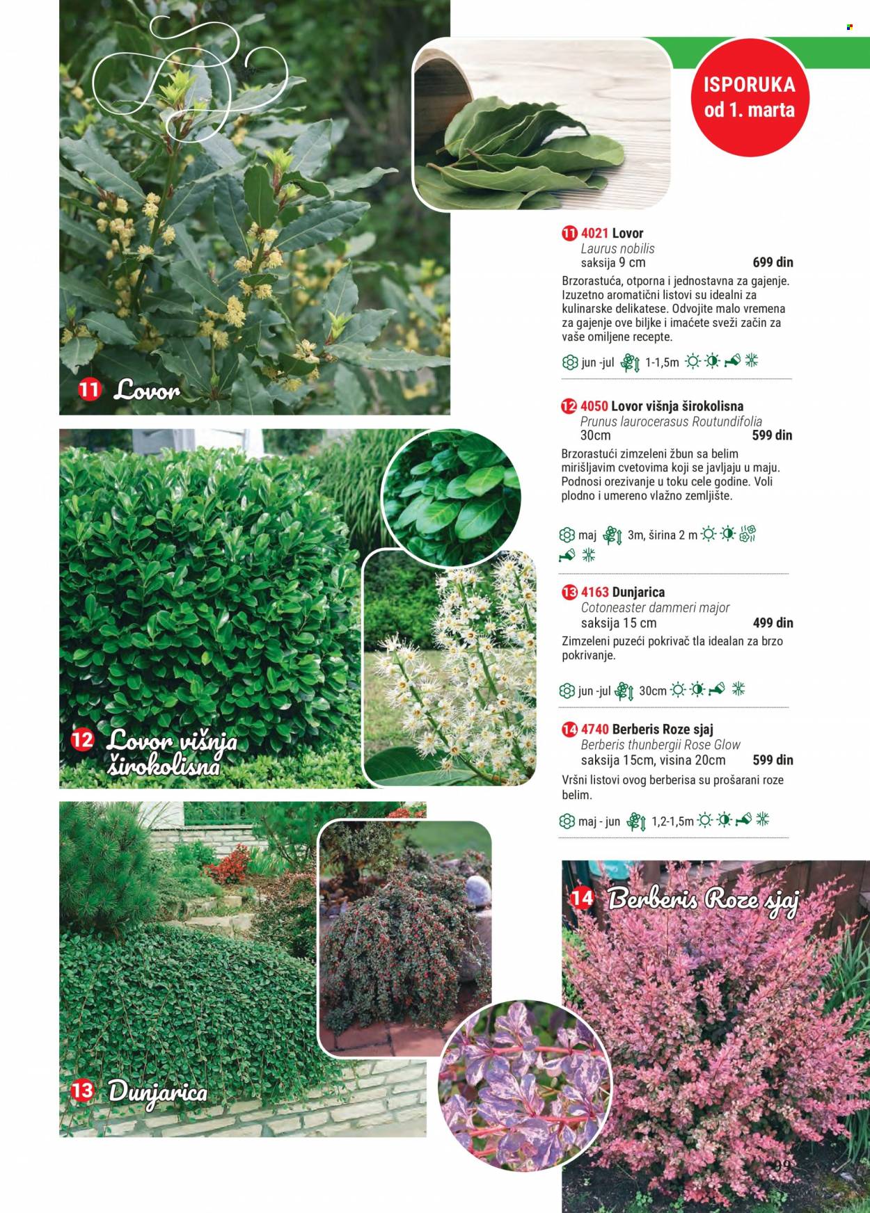 Flora Ekspres katalog. Stranica 99
