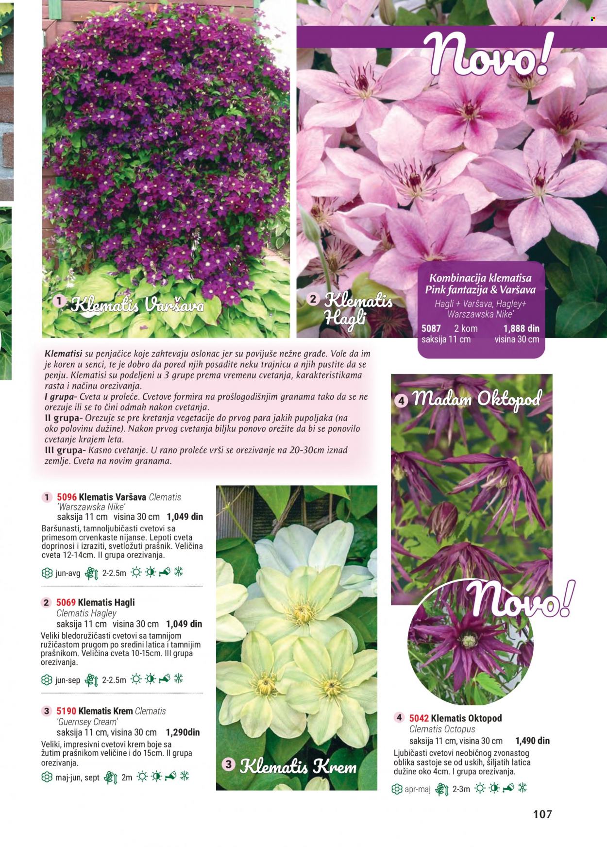 thumbnail - Flora Ekspres katalog - Proizvodi na akciji - saksija. Stranica 107.