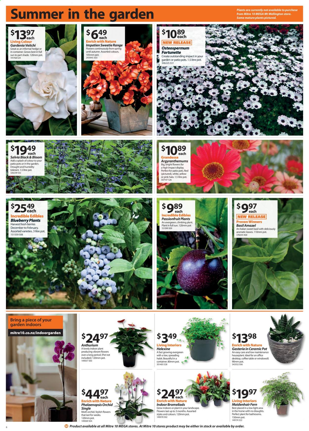 thumbnail - Mitre 10 mailer - 04.02.2021 - 28.02.2021 - Sales products - table, houseplant. Page 6.