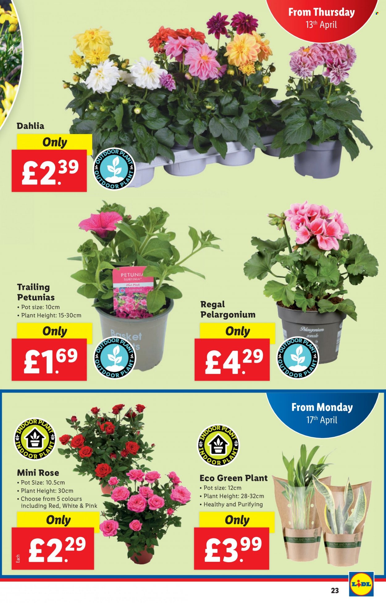 Lidl offer - 13/04/2023 - 19/04/2023. Page 23