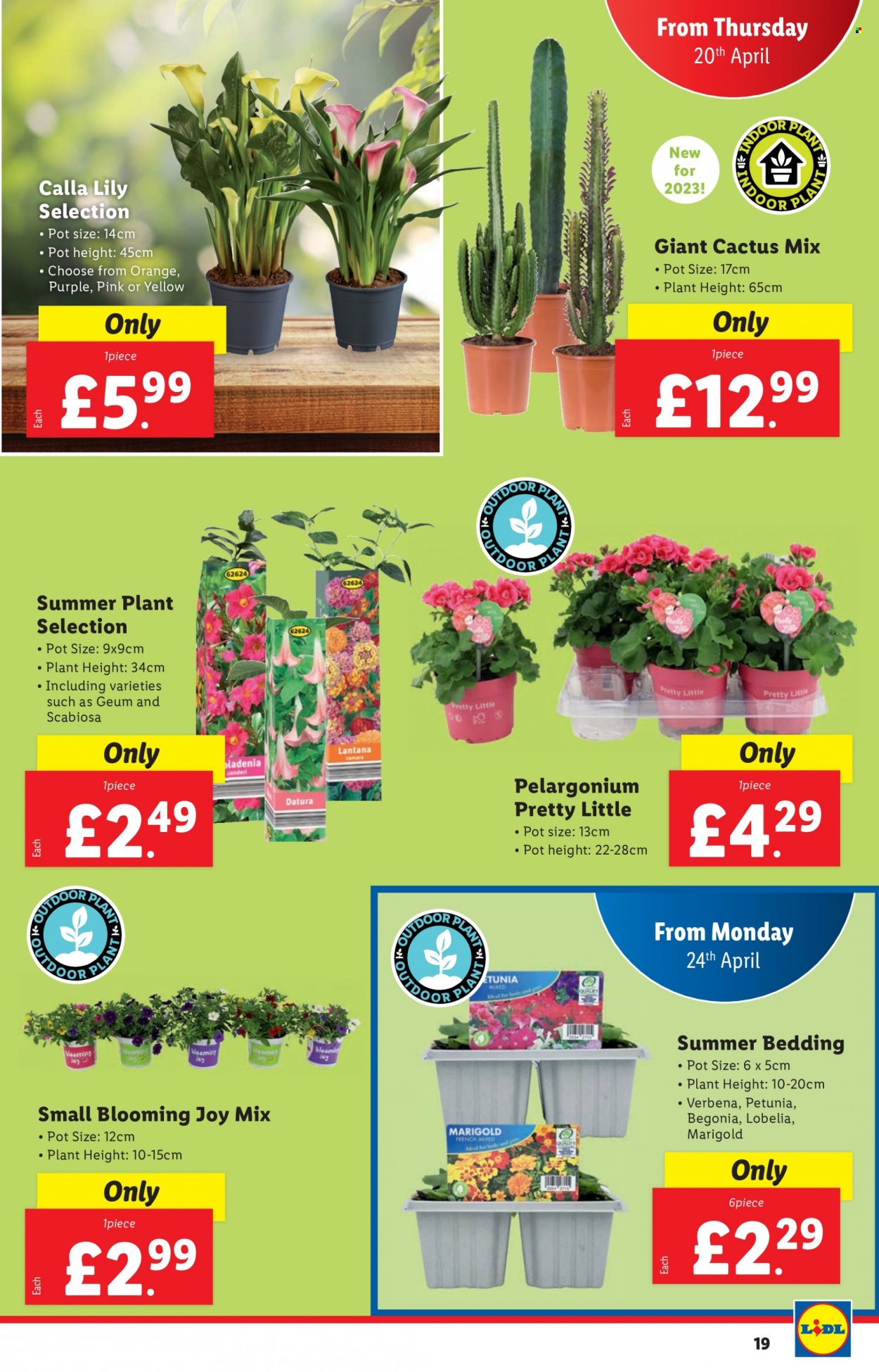 Lidl offer - 20/04/2023 - 26/04/2023. Page 19