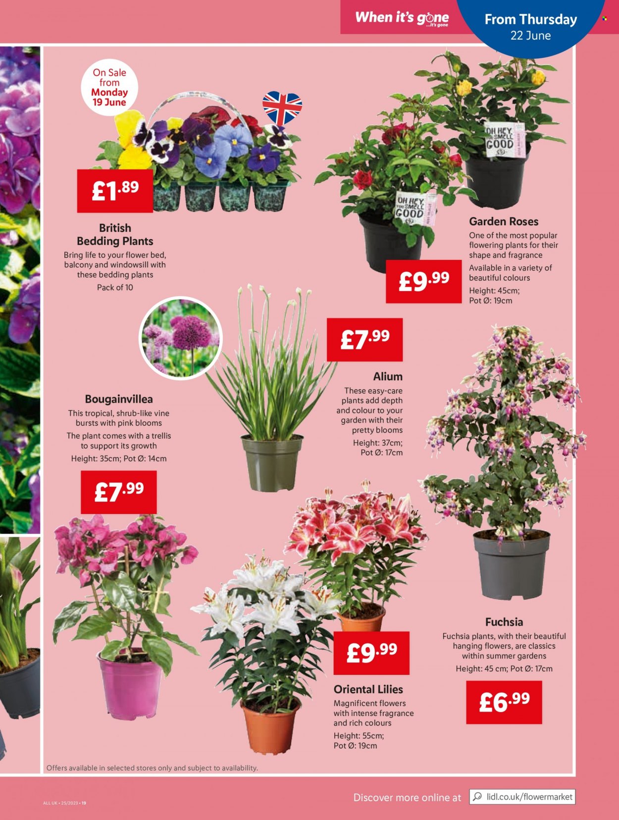 Lidl offer - 22/06/2023 - 28/06/2023. Page 23