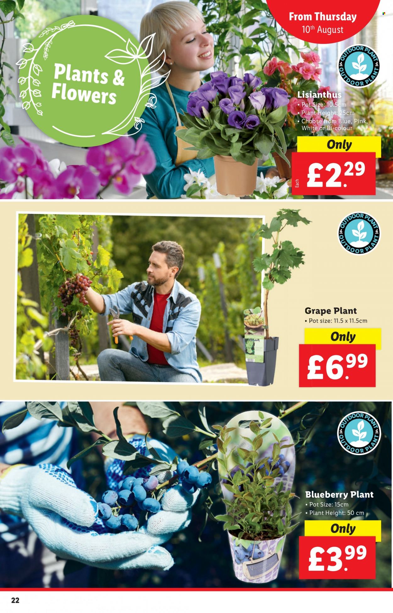 Lidl offer - 10/08/2023 - 16/08/2023. Page 22