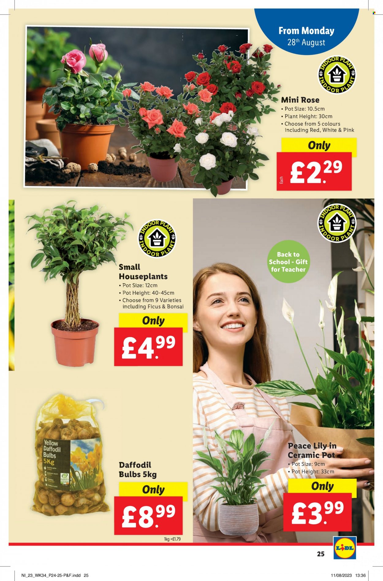 Lidl offer - 17/08/2023 - 17/08/2023. Page 25