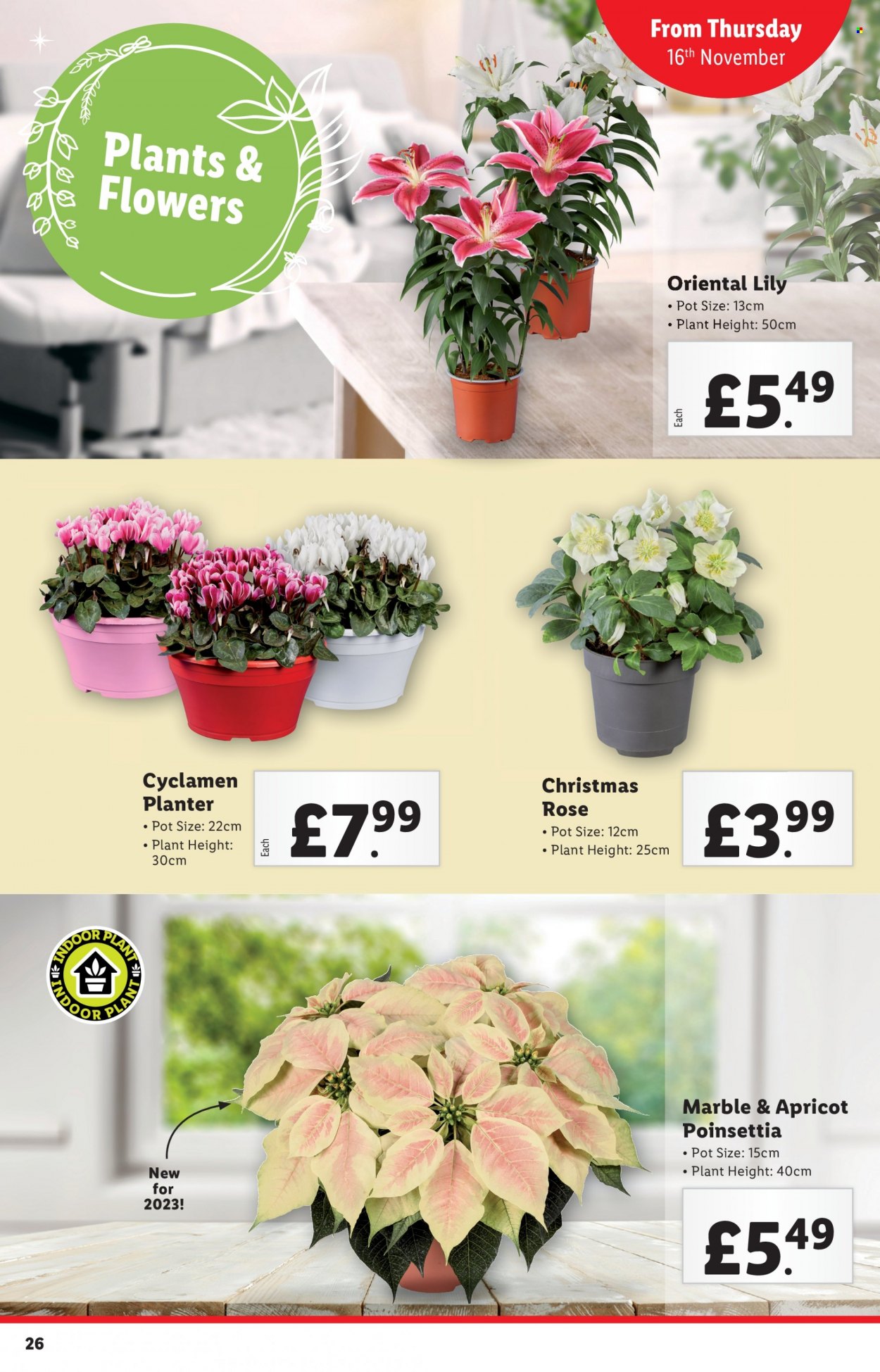 Lidl offer - 16/11/2023 - 16/11/2023. Page 27