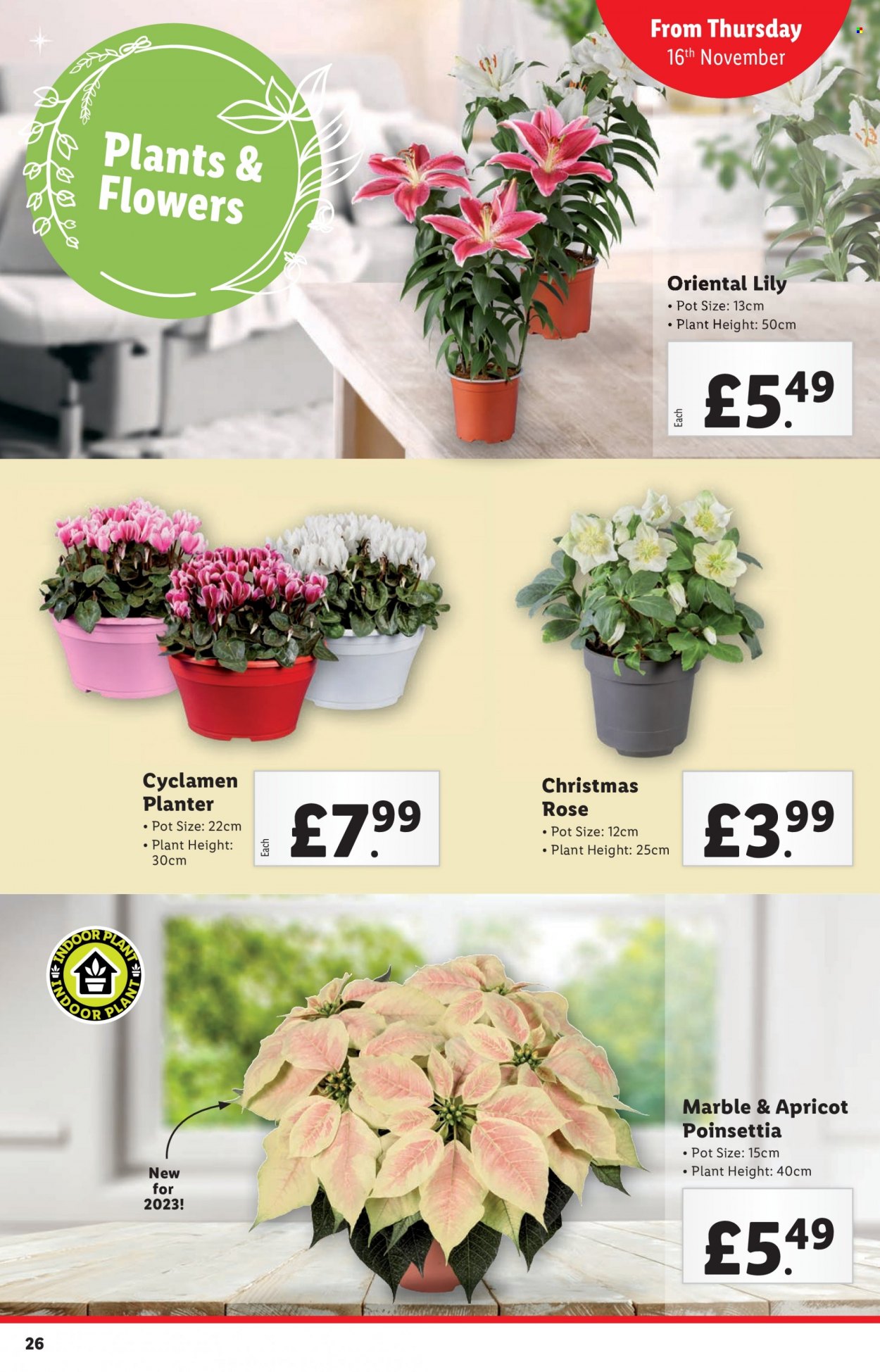Lidl offer - 16/11/2023 - 22/11/2023. Page 26