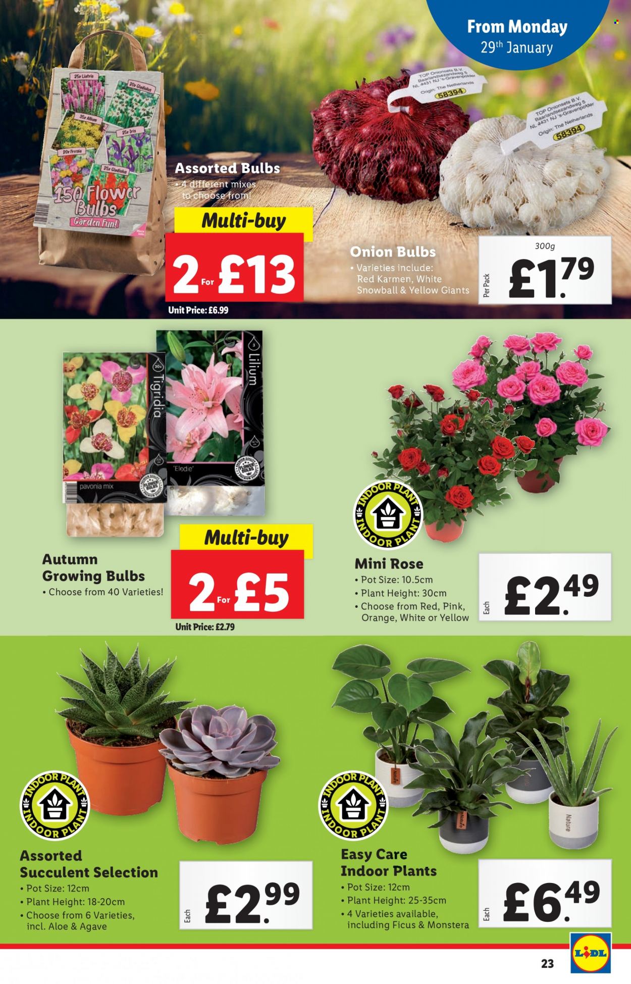 Lidl offer - 25/01/2024 - 31/01/2024. Page 24