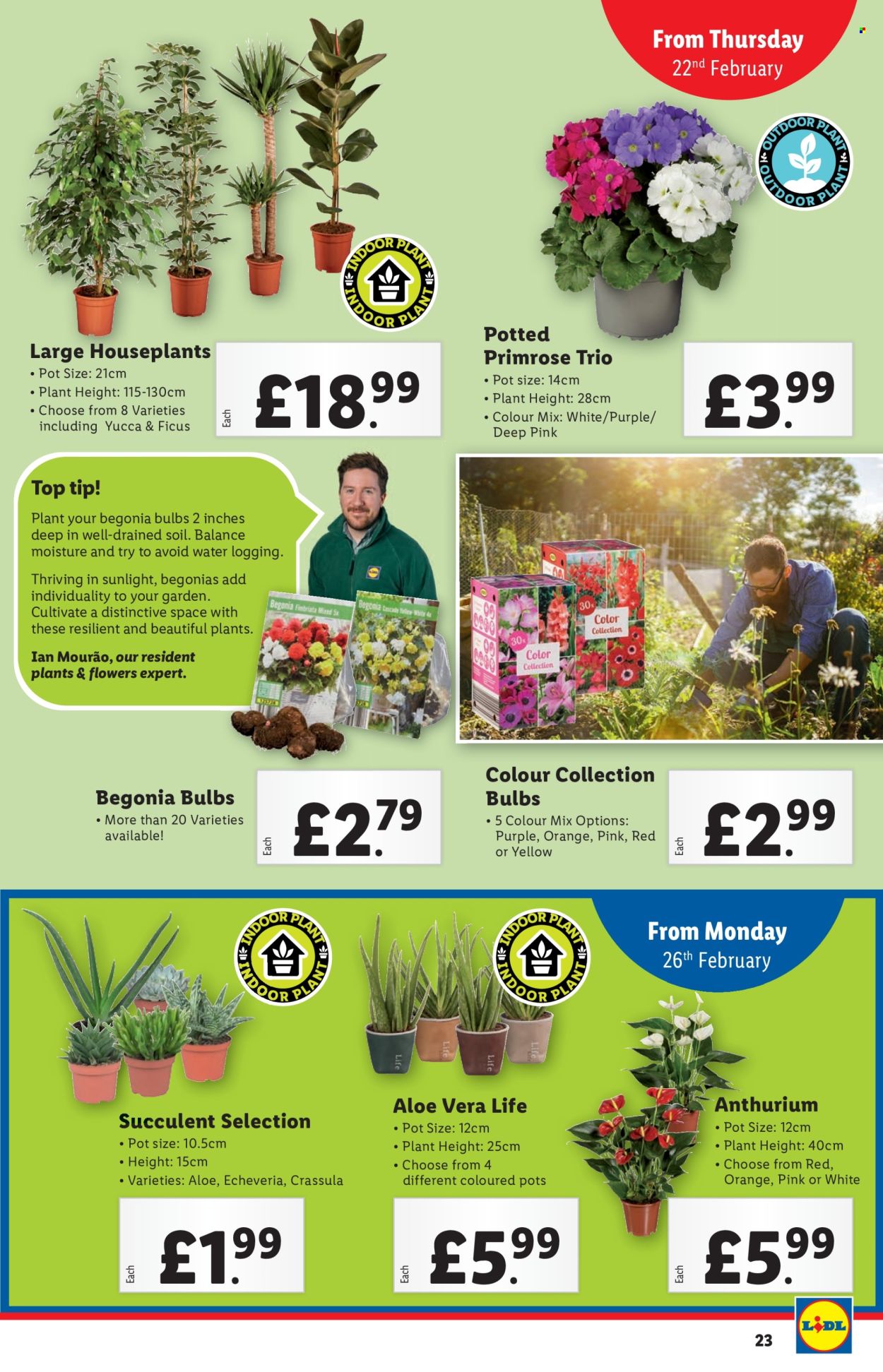 Lidl offer - 22/02/2024 - 22/02/2024. Page 24