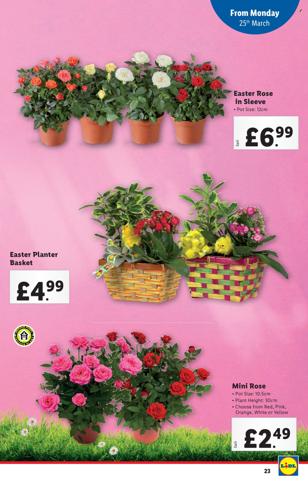 Lidl offer - 20/03/2024 - 20/03/2024. Page 23