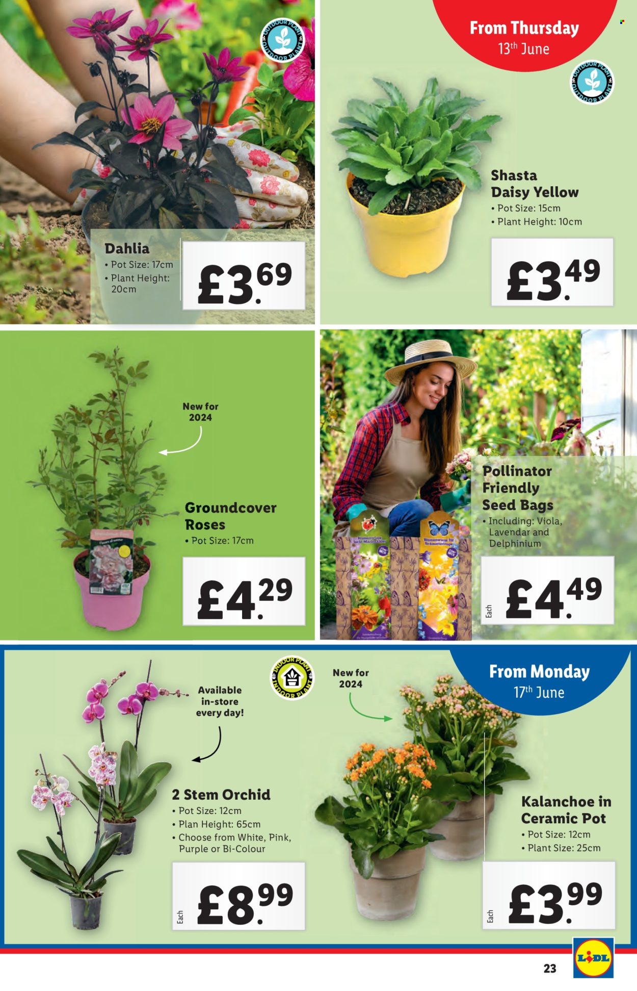 Lidl offer - 13/06/2024 - 19/06/2024. Page 23