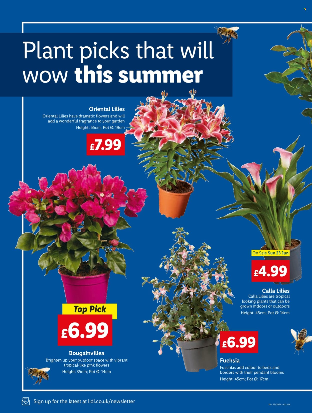 Lidl offer - 21/06/2024 - 21/06/2024. Page 22