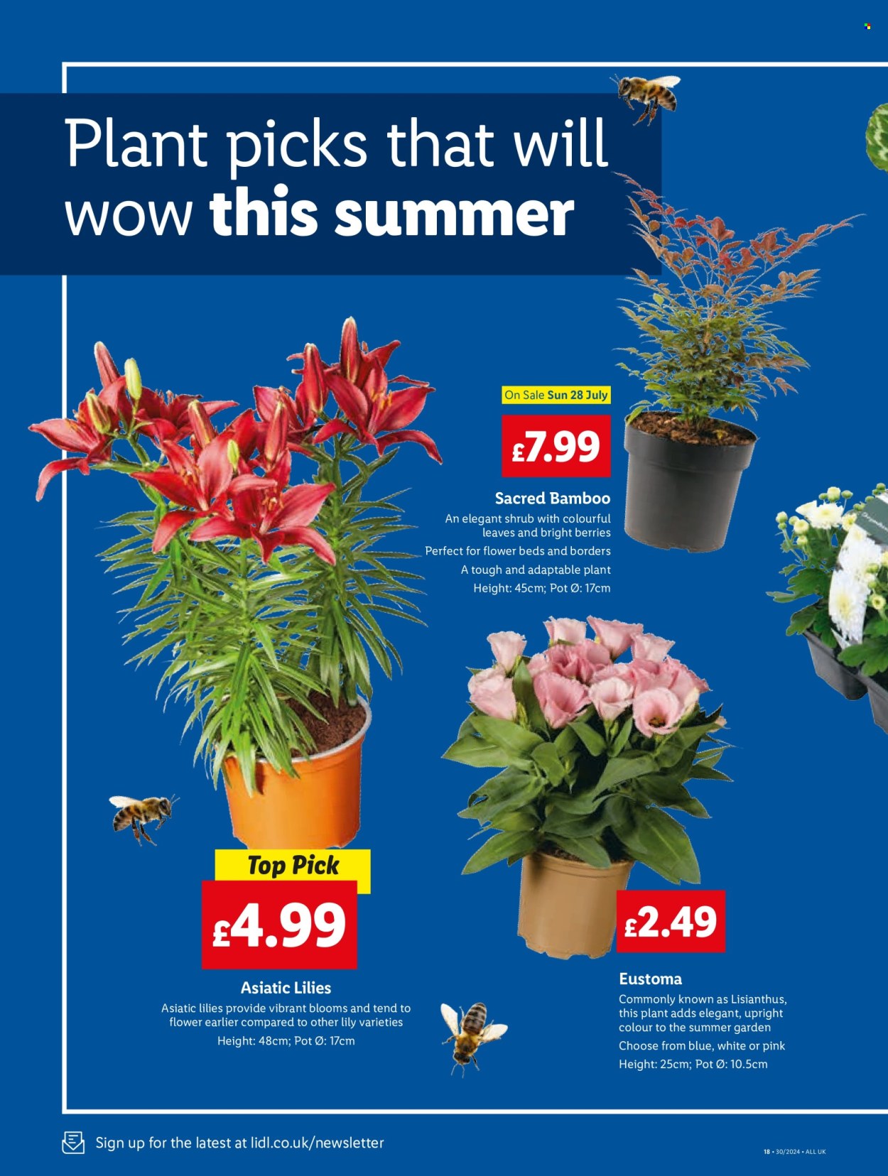 Lidl offer - 25/07/2024 - 31/07/2024. Page 22