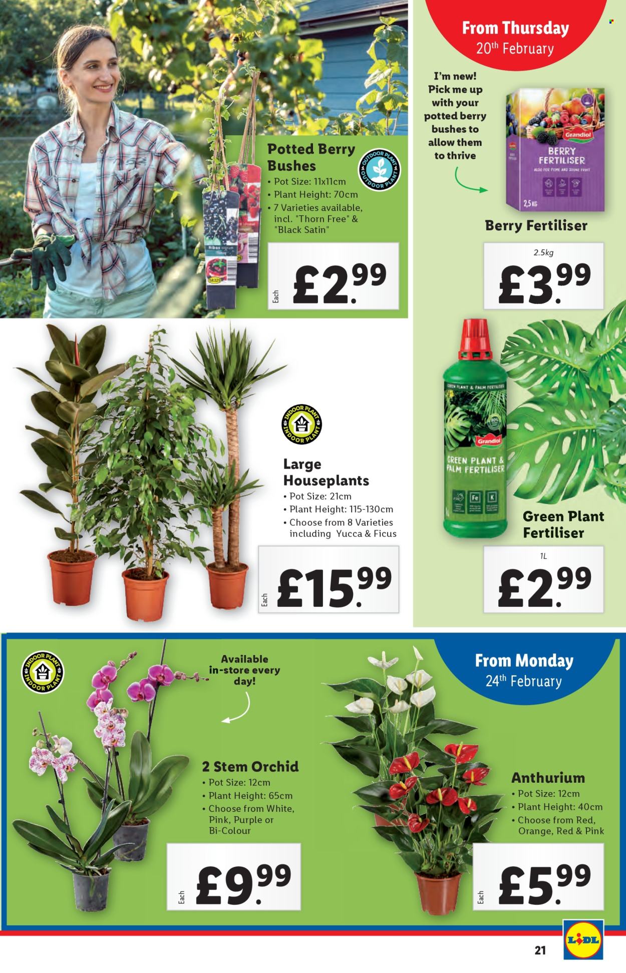Lidl offer - 20/02/2025 - 26/02/2025. Page 21