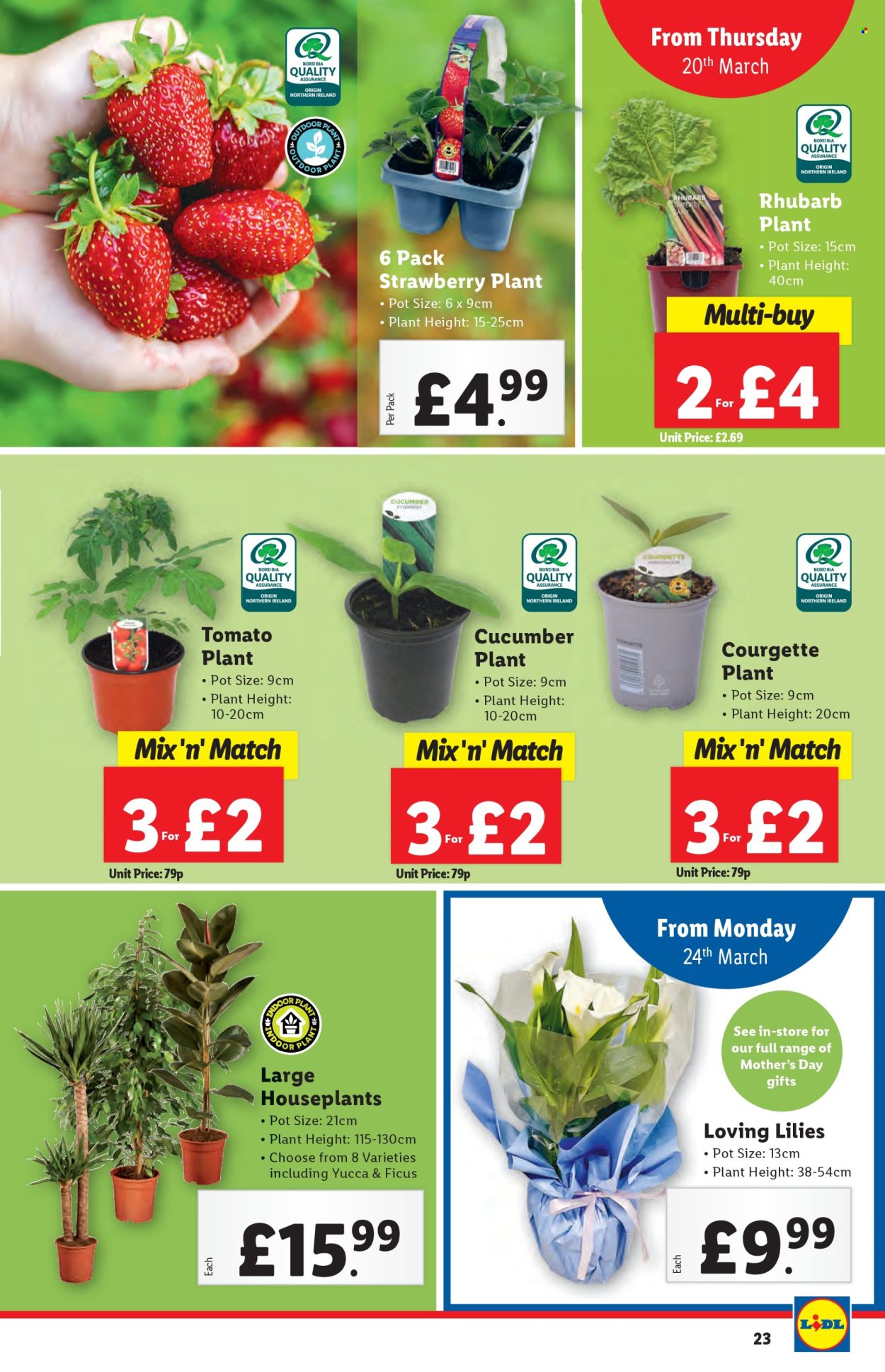 Lidl offer - 20/03/2025 - 26/03/2025. Page 23