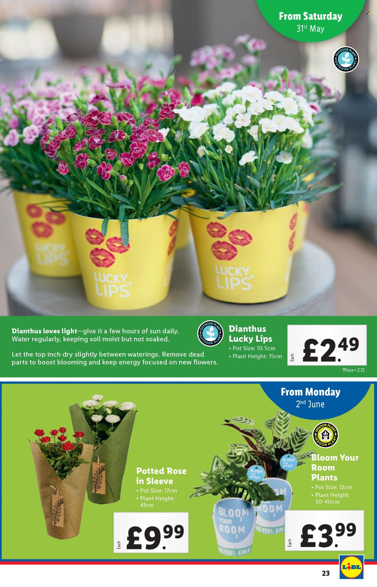 Lidl offer - 29/05/2025 - 04/06/2025. Page 23