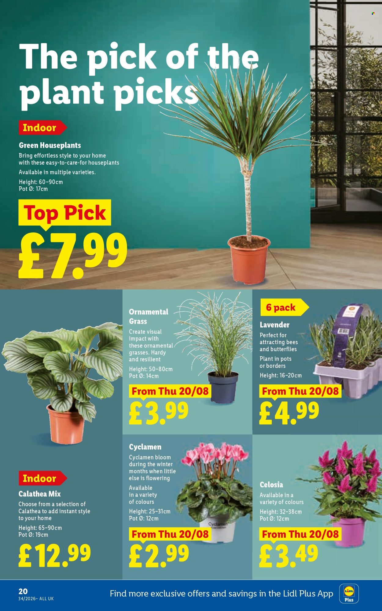 Lidl offer - 20/08/2026 - 26/08/2026. Page 22