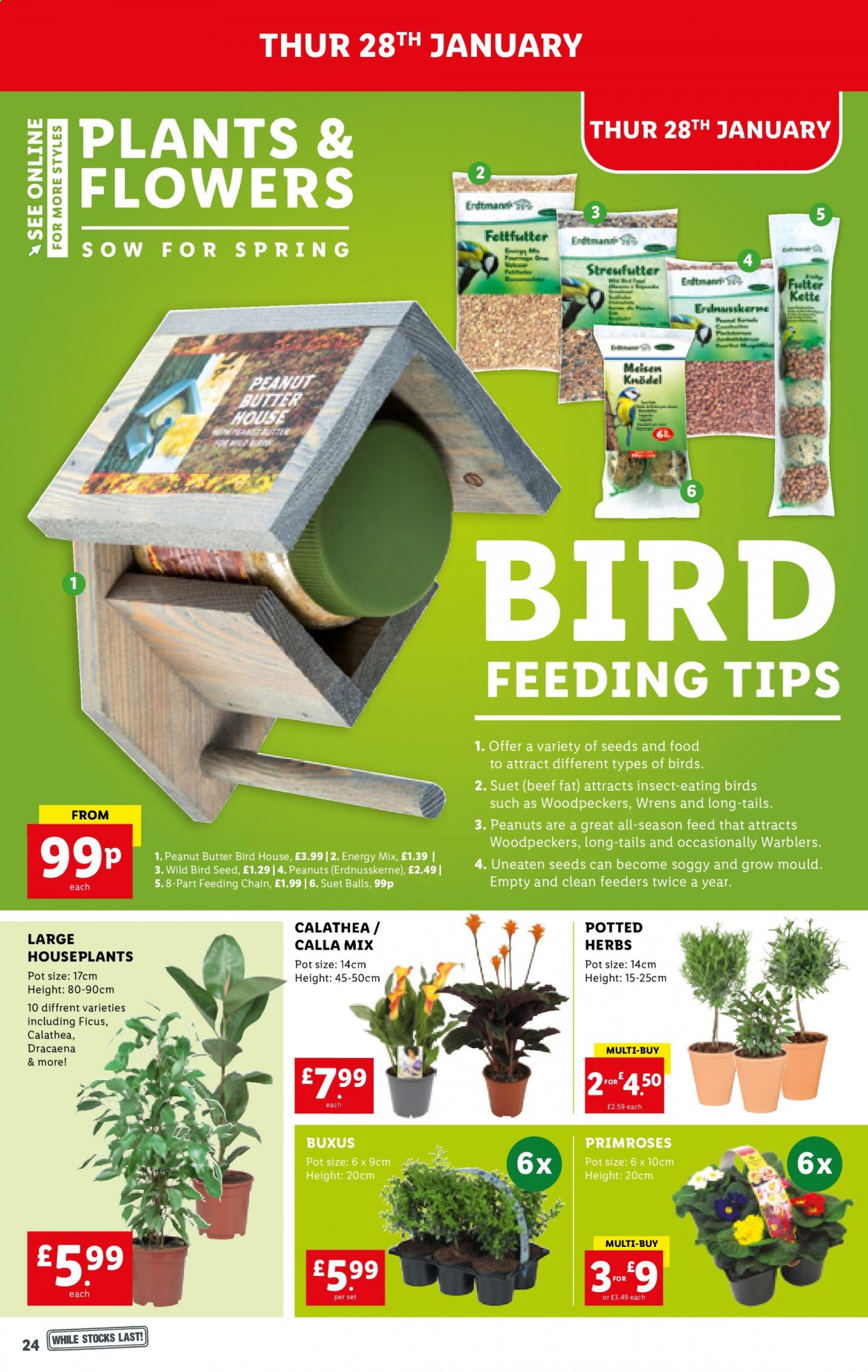 Lidl offer - 28/01/2021 - 03/02/2021. Page 24